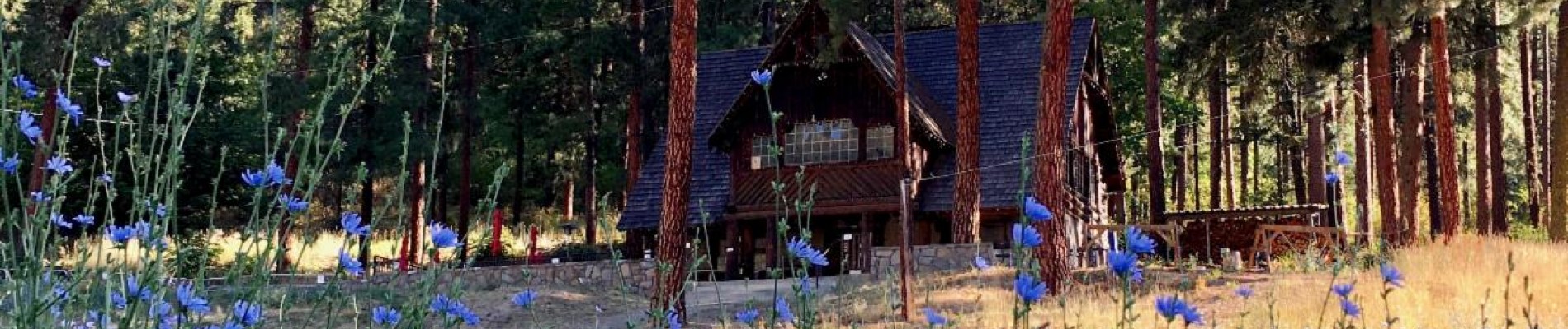 lodge chicory