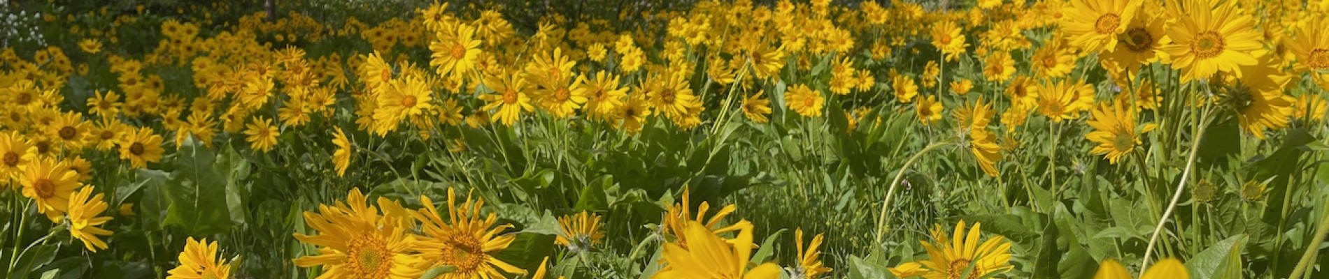 Spring!